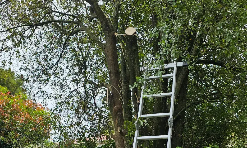 Tree and bush removal
